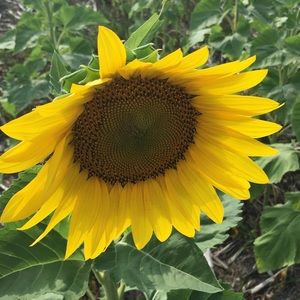 Meet your Posher, Marjean